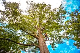 Trusted Robinhood, MS Tree Care Experts